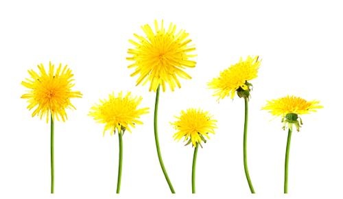 蒲公英免抠(500x290)