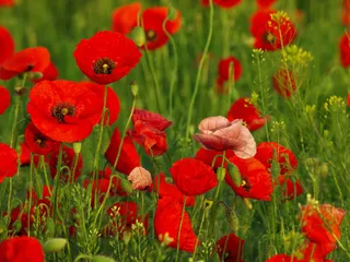 罂粟花图片下载