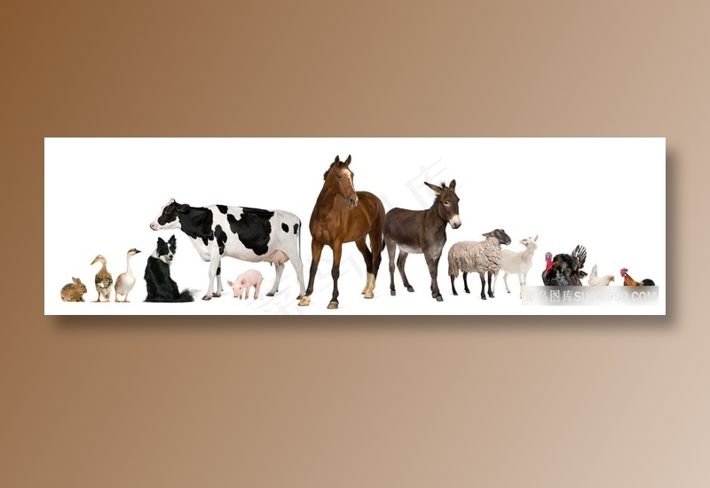 家畜家禽大全摄影图片