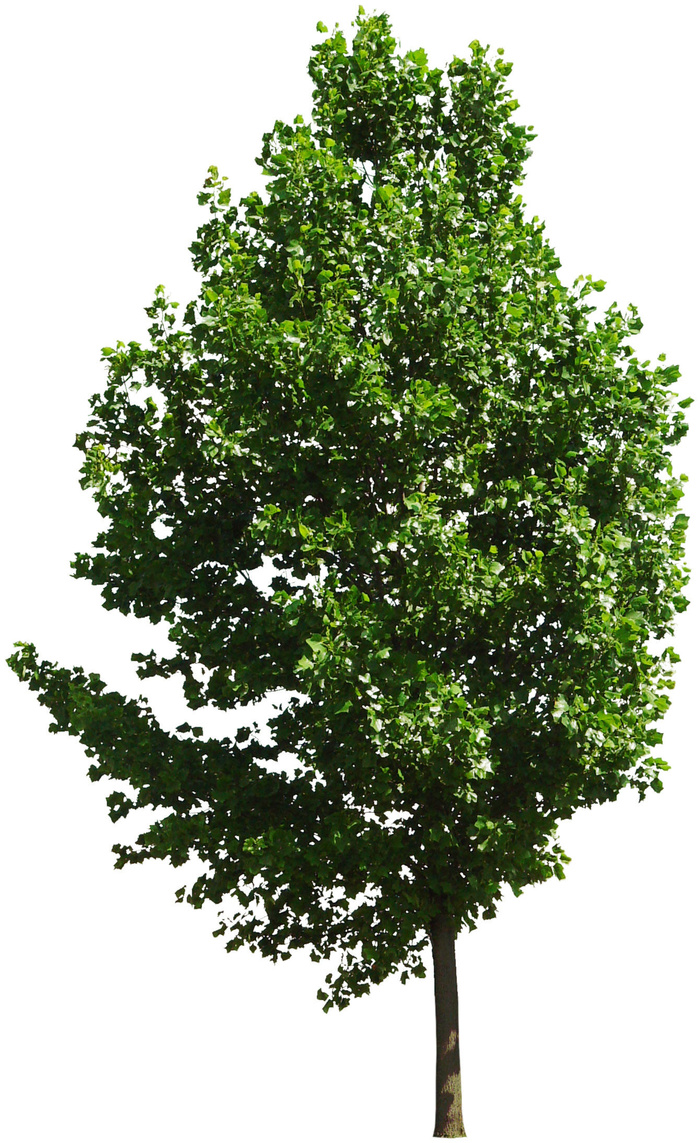 高清树木素材 免抠PSD植物素材 美术绘画园林贴图 树草灌木花草