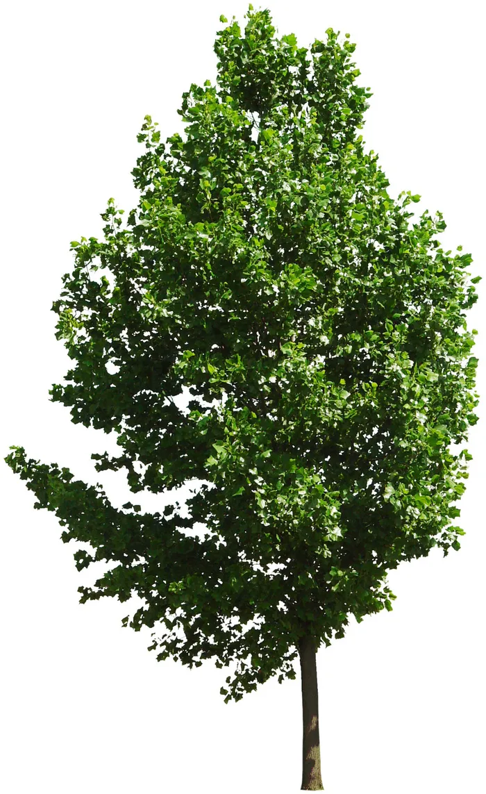 高清树木素材 免抠PSD植物素材 美术绘画园林贴图 树草灌木花草psd模版下载