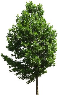 高清树木素材 免抠PSD植物素材 美术绘画园林贴图 树草灌木花草 高清树木素材 免抠PSD植物素材 美术绘画园林贴图 树草灌木花草