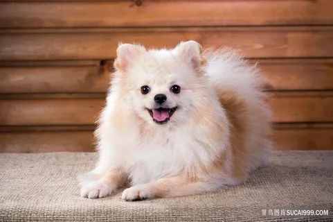 可爱的狗狗图片 可爱的狗狗图片