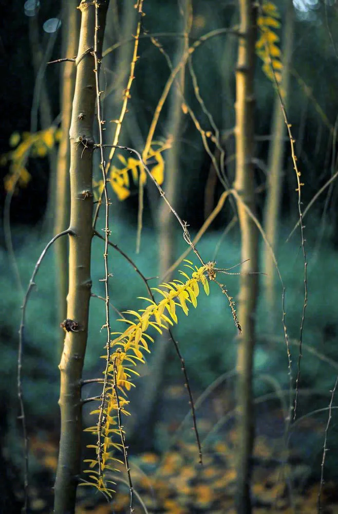 秋天秋叶森林墨绿树枝枝叶，暗黑风(896x1360)