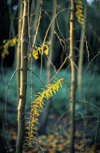 秋天秋叶森林墨绿树枝枝叶，暗黑风