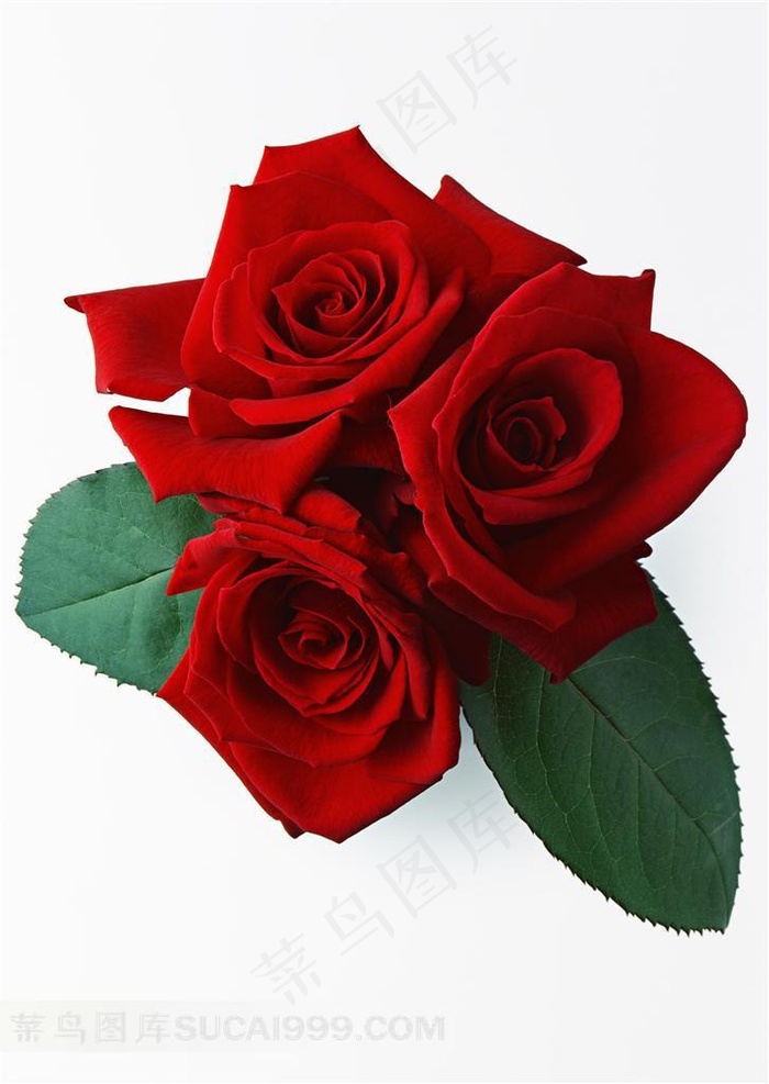 三朵中国红色玫瑰花白色背景