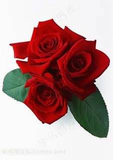 三朵中国红色玫瑰花白色背景