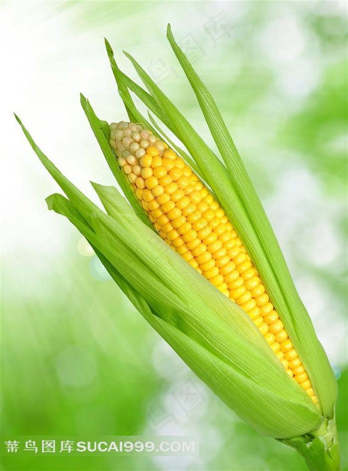颗粒饱满的甜玉米特写摄影高清图片