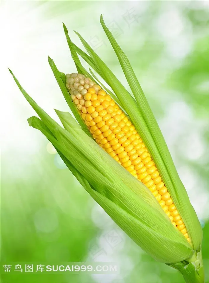 颗粒饱满的甜玉米特写摄影高清图片
