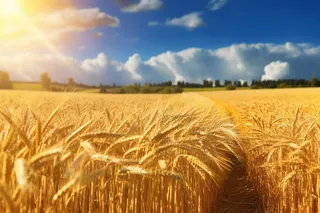 蓝天白云阳光灿烂的金色麦田