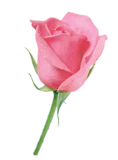 鲜花玫瑰免扣素材