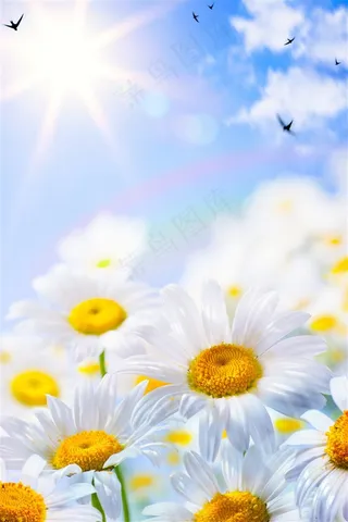 阳光下唯美雏菊图片