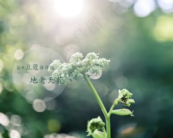 文字皮肤图片