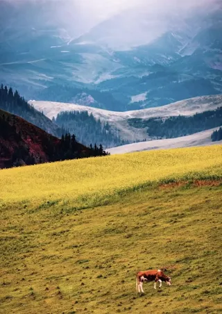 户外草地风景图