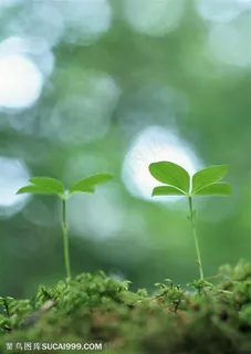 仰视苔藓上生长的四叶草 仰视苔藓上生长的四叶草