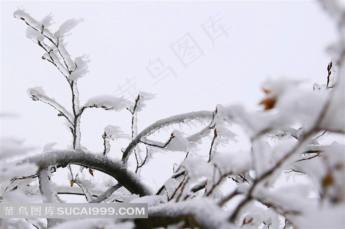 春天冰雪下坚强的嫩芽美图