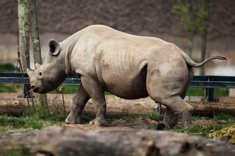 犀牛动物园动物设计素材森林野生