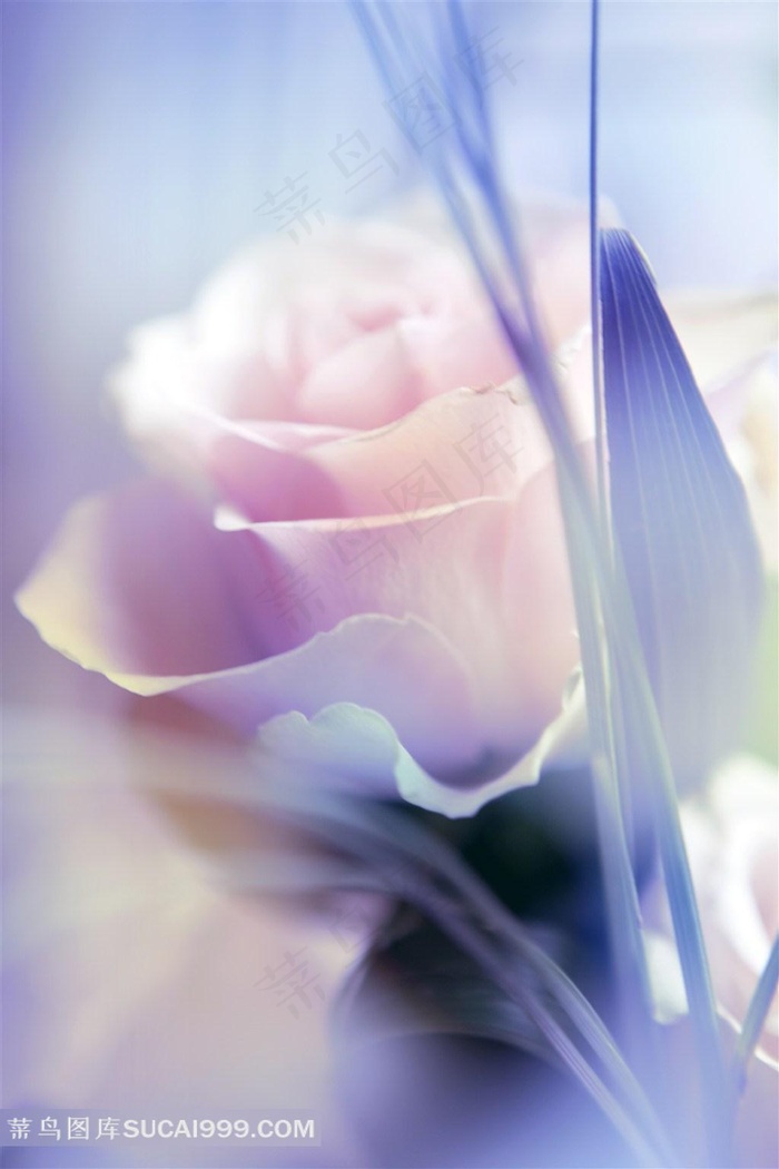 梦幻玫瑰花特写