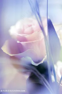 梦幻玫瑰花特写