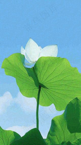 夏日荷叶绿色样式天空蓝天阳光清新白云，夏至小暑大暑处暑摄影图