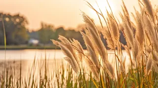 秋天夕阳下芦苇毛絮湖边摄影图