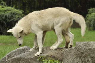 狼野生动物原生动物园深林狼