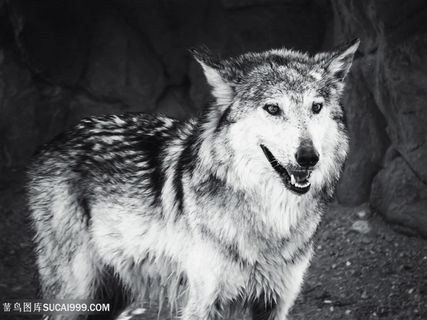 黑白照片狼图片