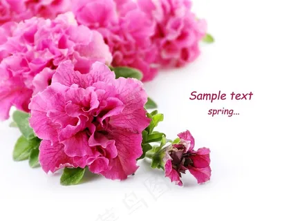 鲜艳粉红色的花朵