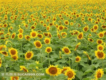 向日葵花海