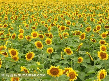 向日葵花海 向日葵花海