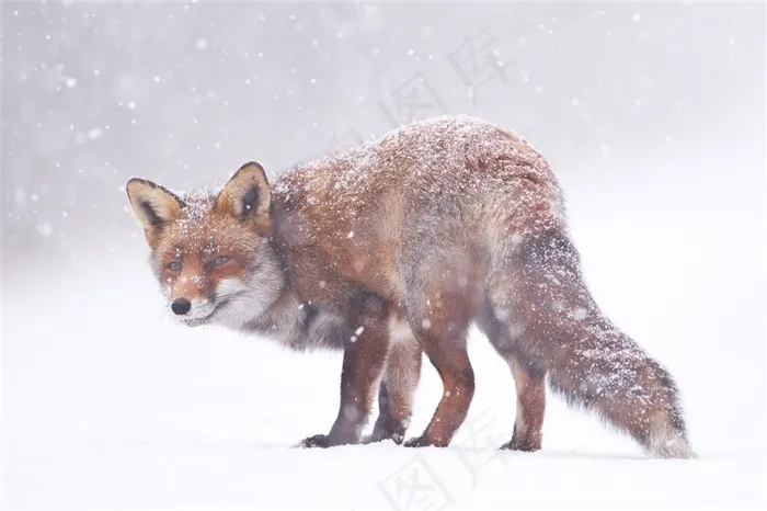 雪地里的狐狸动物图片