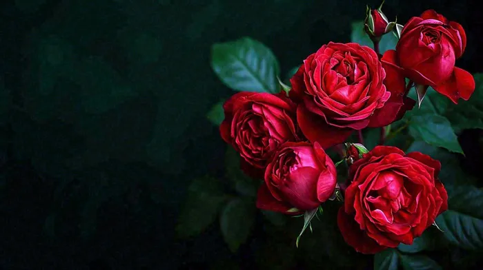 红玫瑰鲜花艳丽，花朵暗黑摄影图(1456x816)