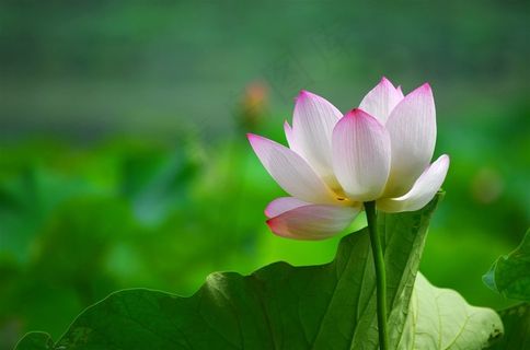 鲜花系列绿色植物荷花素材图片素材