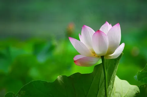 鲜花系列绿色植物荷花素材图片素材 鲜花系列绿色植物荷花素材图片素材