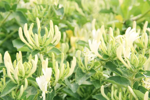 金银花图片 金银花图片