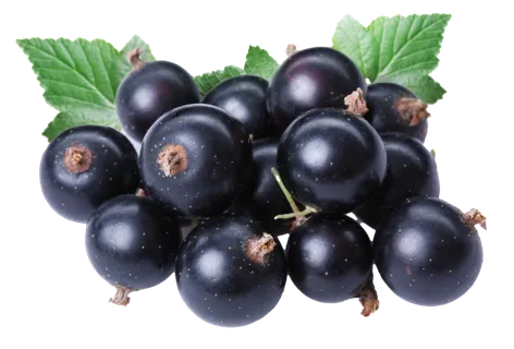 黑加仑 (2)水果超市商品白底图免抠实物摄影png格式图片透明底