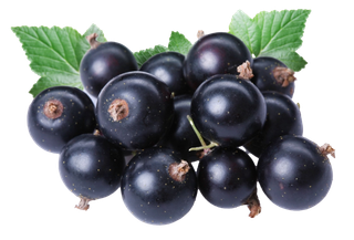 黑加仑 (2)水果超市商品白底图免抠实物摄影png格式图片透明底