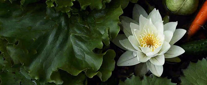 夏天荷花池荷叶白荷花睡莲特写，夏至小暑大暑摄影图(1712x704)