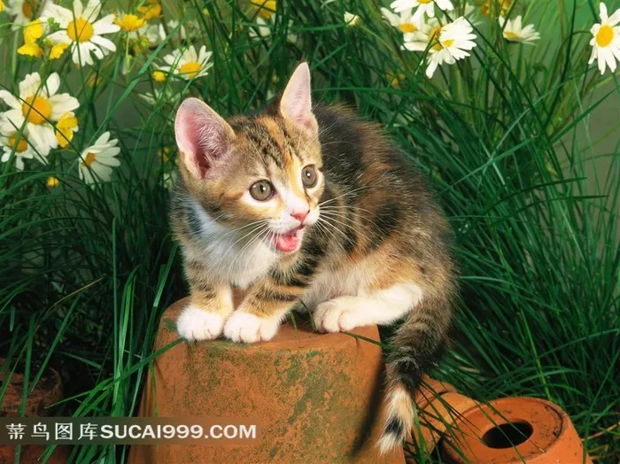 花钵上蹲着的小猫素材