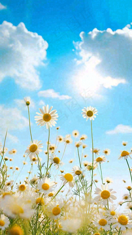 城市晴天阳光鲜花春天蓝天白云，立夏小满