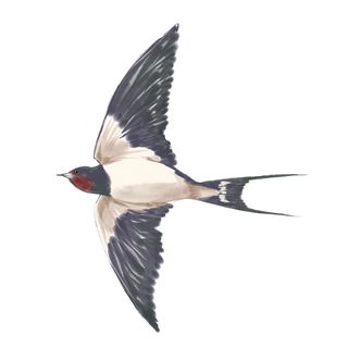 水彩手绘春季春天柳树柳条枝条小鸟小燕子元素PSD设计素材PNG图片