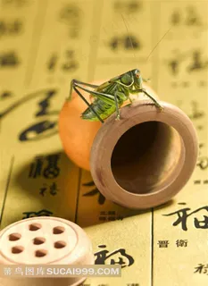 蛐蛐工具蛐蛐摄影素材