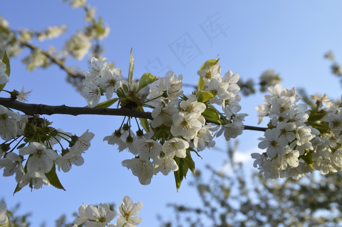 春天樱花枝樱花图片