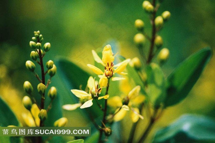 开出美丽黄花的植物