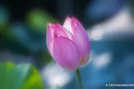 唯美含苞待放的荷花鲜花图片素材