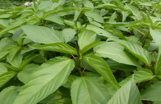 高清绿色叶子树叶