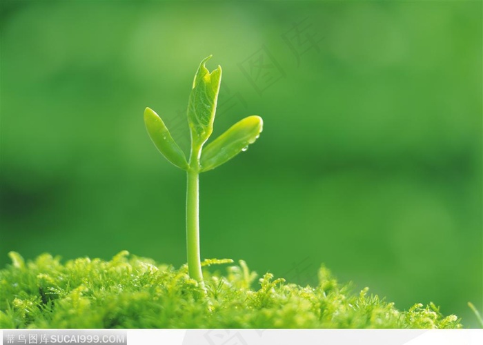 绿芽生命-草地上的嫩芽