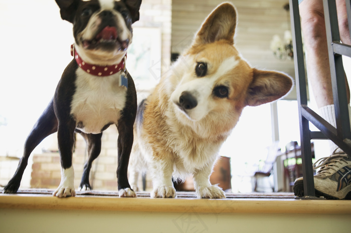 柯基犬图片