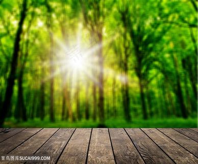 唯美阳光树林景色高清图片