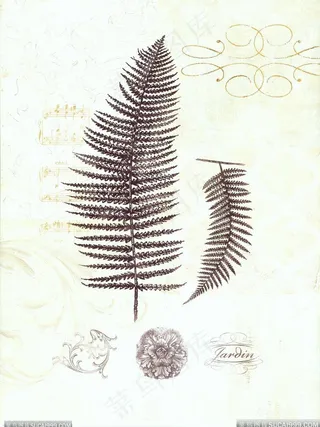 素描植物树枝树叶插画